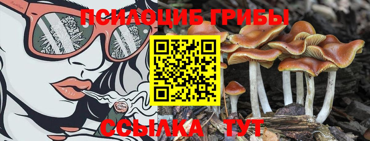 Псилоцибиновые грибы GOLDEN TEACHER Котлас